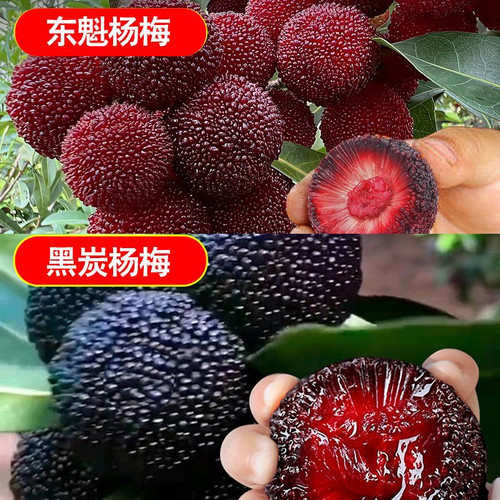 云南杨梅树树苗嫁接黑炭杨梅盆栽南方北方地栽果树苗当年结果特大 - 图0