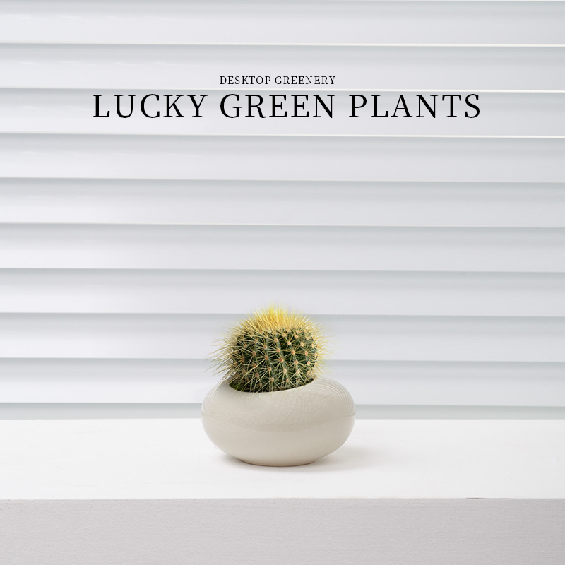 红太阳仙人球迷你小盆栽仙人掌玉露多肉植物办公室内桌面好养绿植 - 图1