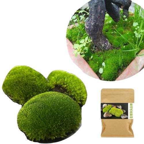 上水石吸水石盆景盆栽青苔苔藓种子孢子粉微景观鲜活植物种籽铺面 - 图3