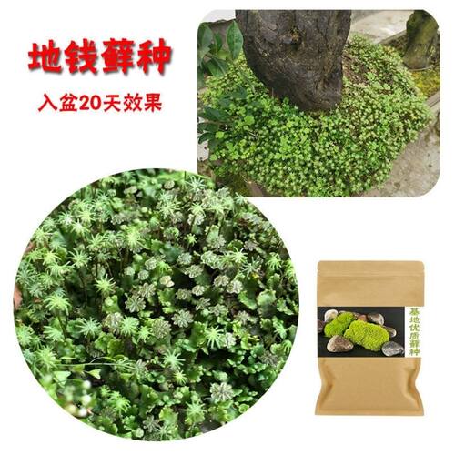 上水石吸水石盆景盆栽青苔苔藓种子孢子粉微景观鲜活植物种籽铺面 - 图0