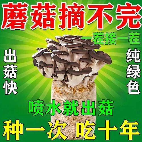 蘑菇种植包新鲜菌种菌菇黑平菇种植菌包食用菌菇棒家庭自种小盆栽 - 图2