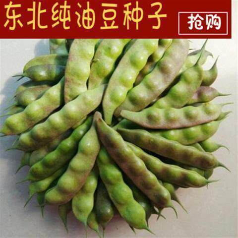 九月青种子东北油豆角种子将军豆红绿油豆小油豆芸豆蔬菜籽易种