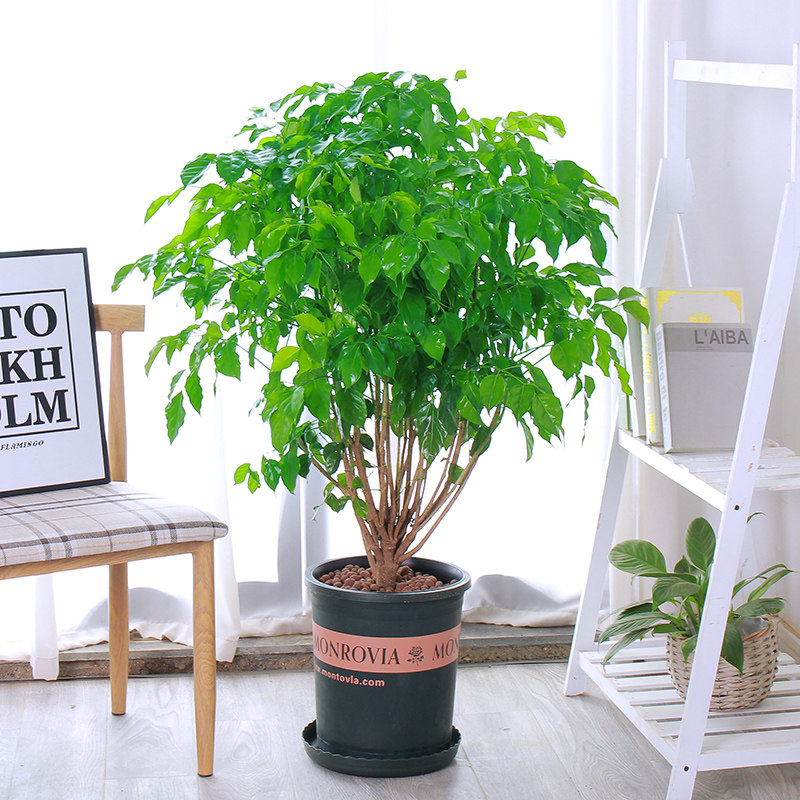 幸福树绿宝树大型网红盆栽四季绿植室内吸甲醛净化空气平安树植物,淘宝优惠券,粉丝福利购,淘宝优惠卷