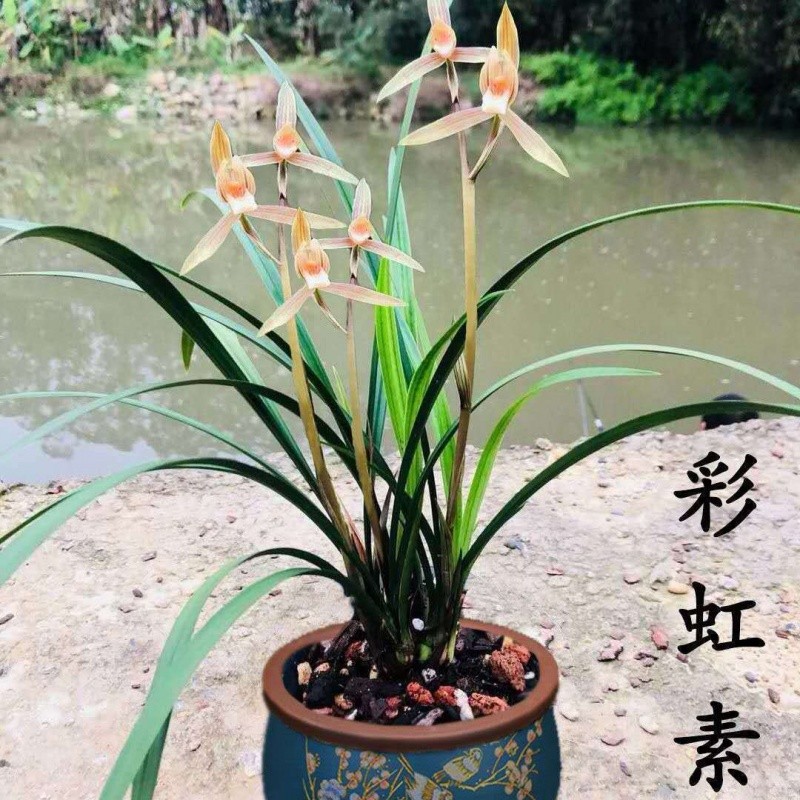 新品带花苞兰花苗精品花卉【大红大紫】当年开花浓香型盆栽植物 - 图1