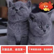 Breed Blue Cat Young Cat British Short Folding Ear Cat Cub Living Short Foot British Short Hairy Cat Kitty Cat Pure Kitty Spoof