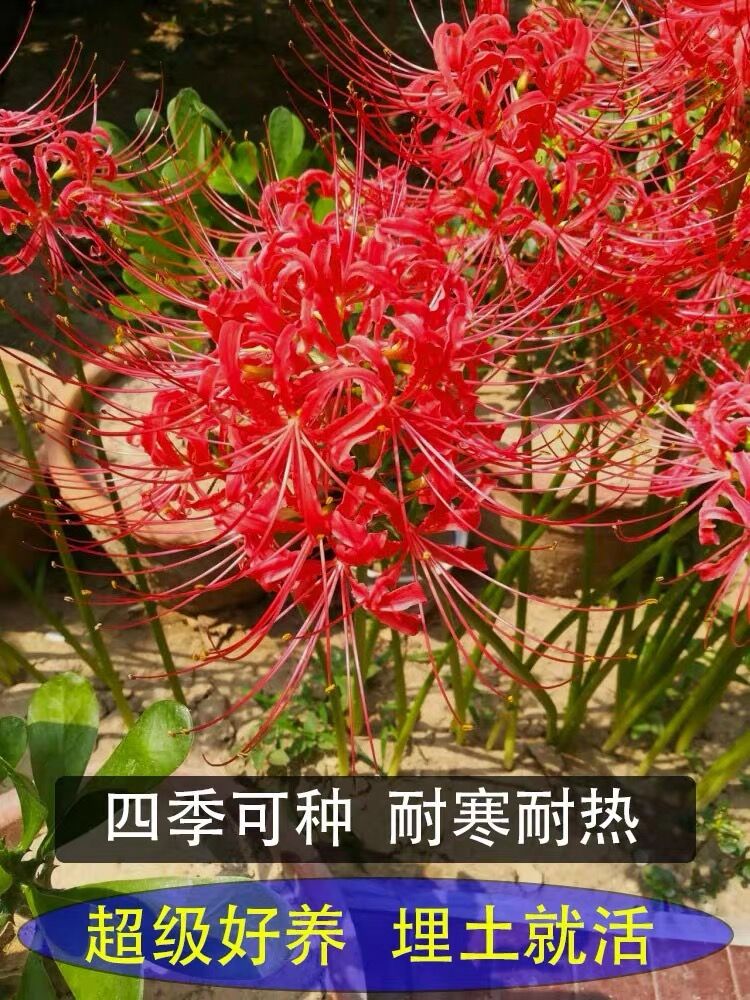 彼岸花种球盆栽曼珠沙华花种子室内外红花石蒜球根花卉曼陀罗花种 - 图0