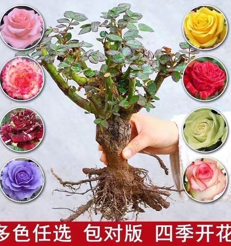 99云南昆明玫瑰花苗老桩3棵红玫瑰老根月季花苗四季开花浓香花卉