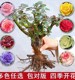 9.9 Kunming, Yunnan Rose Seedlings Old Piles 3 Red Rose Old Roots Rose Seedlings Blossom All Seasons Strong Fragrant Flowers