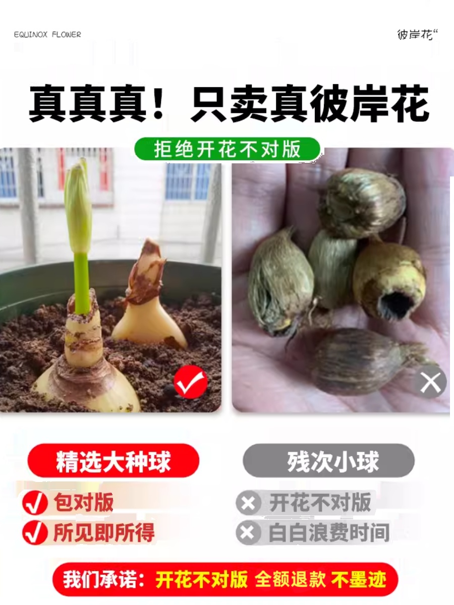 彼岸花种球盆栽曼珠沙华花种子室内外红花石蒜球根花卉曼陀罗花种 - 图2