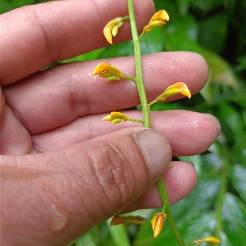 舞花姜,各种姜科植物盆栽农产品加工设备,淘宝优惠券,粉丝福利购,淘宝优惠卷