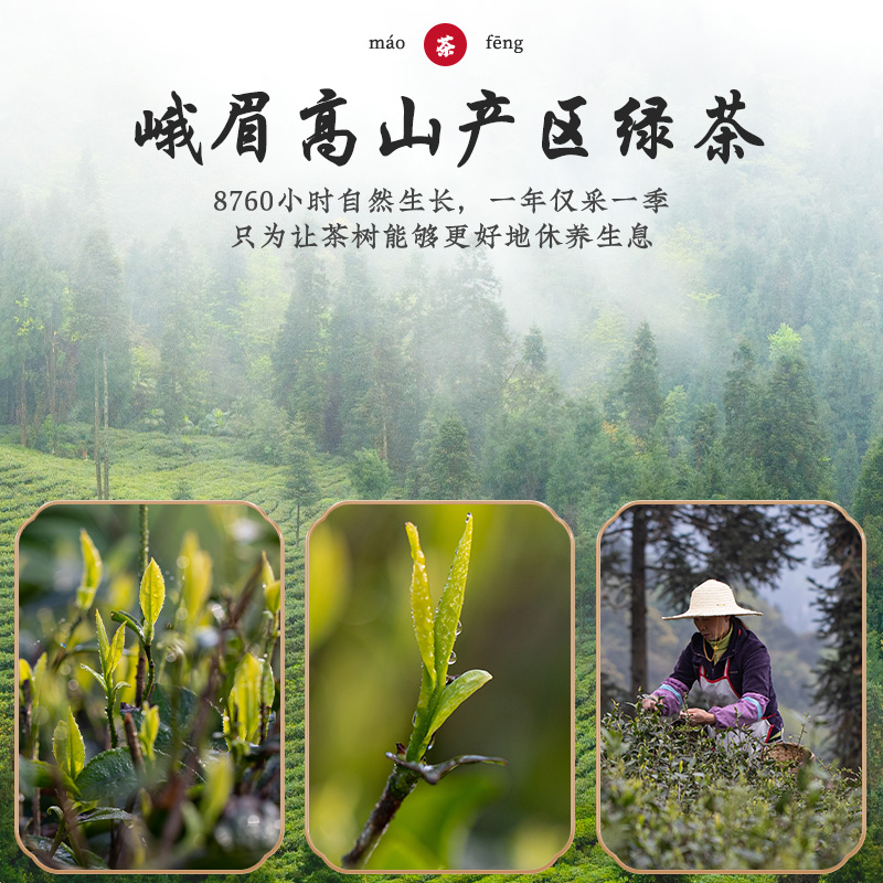 峨眉山毛峰高山绿茶叶特A级明前春茶嫩芽袋装散装新茶自己喝100g-图1