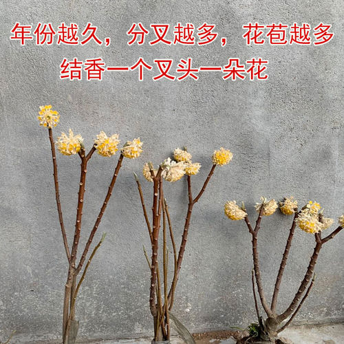 结香花苗梦花树苗金腰带打结花梦冬花浓香花卉庭院植物盆栽绿化苗 - 图0