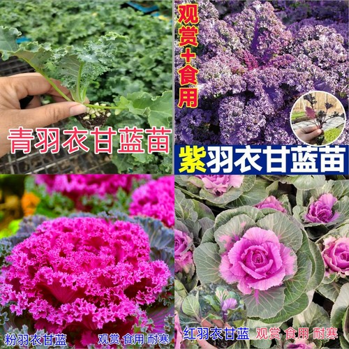 羽衣甘蓝苗秧苗观赏食用粉红青绿紫叶牡丹盆栽四季耐寒老桩盆景花 - 图0