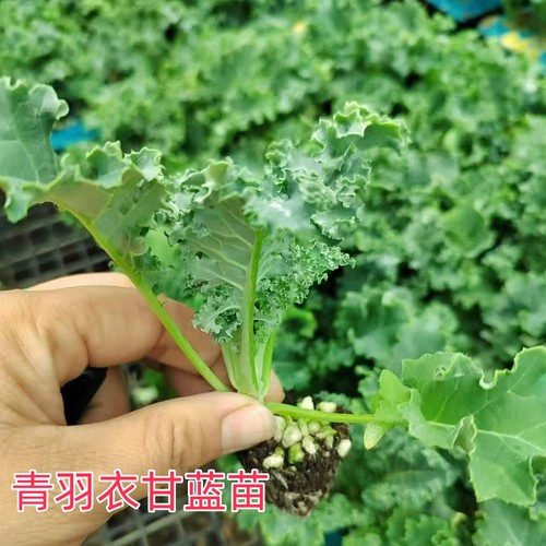 羽衣甘蓝苗秧苗观赏食用粉红青绿紫叶牡丹盆栽四季耐寒老桩盆景花 - 图3