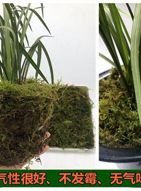 蝴蝶兰花石斛营养专用土基质护盆草青苔藓鲜活干苔藓乌龟冬眠保湿