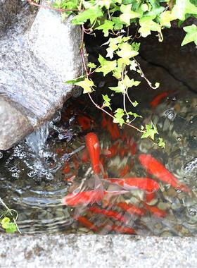 新中式庭院流水摆件入户花园景观装饰鱼缸阳台鱼池假山造景喷泉