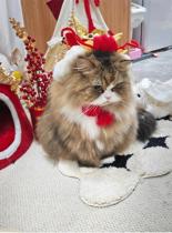 Pet hats New Years hat Lions Hats pets New Years head Accessories Kitty neckline Neck Dogs New Year Accessories