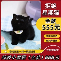 Black cat young cat pure breed Bombay cat cub Napoleon dwarf cat shortlegged cat black coal ball small pet cat living things