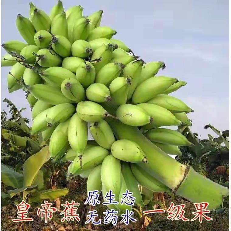 云南皇帝蕉香蕉banana帝王焦小米蕉9斤新鲜水果10自然熟整箱5,淘宝优惠券,粉丝福利购,淘宝优惠卷