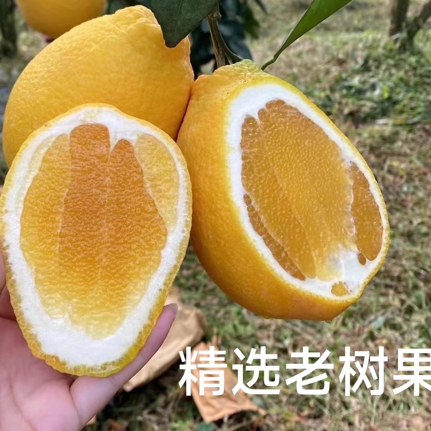 福建木瓜蜜丁9斤柚子新鲜应季孕妇水果西柚葡萄柚木瓜蜜丁橙橘柚 - 图0