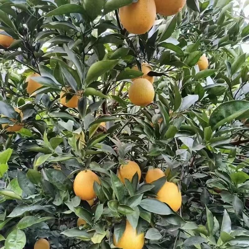 福建木瓜蜜丁9斤柚子新鲜应季孕妇水果西柚葡萄柚木瓜蜜丁橙橘柚 - 图2