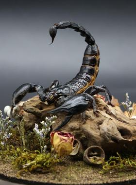 蛛形纲标本雨林蝎生态微景观彼得异蝎创意家居摆件收藏办公桌装饰