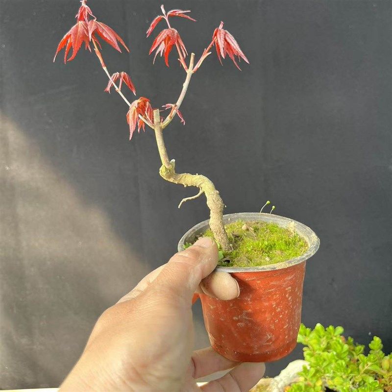 新山红叶树桩盆栽盆o景日本 红枫七彩鸡爪槭盆景办公室阳台盆栽,淘宝优惠券,粉丝福利购,淘宝优惠卷