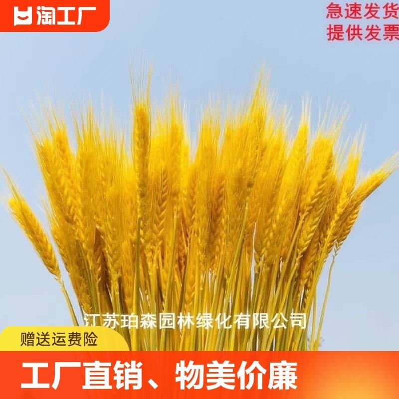 黄金麦穗干花大麦花束装饰客厅金色小麦送礼插花瓶仿真花摆件开业 - 图0