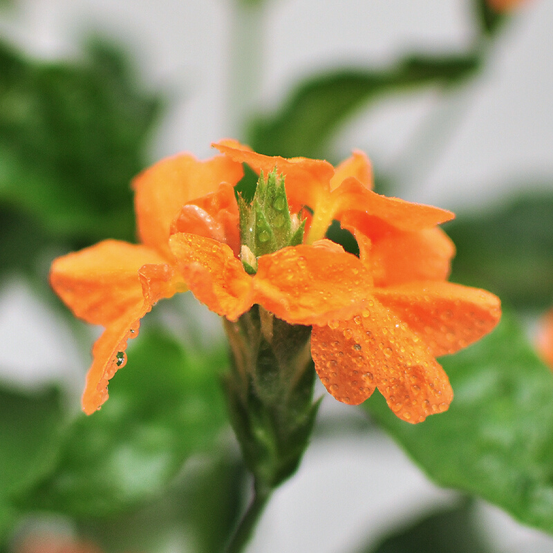 鸟盆栽尾花花卉植物室内花阳台多年生四季开B花花期长好养庭院绿 - 图3