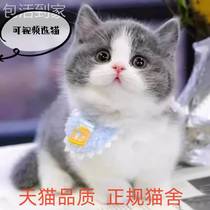 Blue Cat Gold Asymptotic English Short silver Gradual Layer Young Cat Good Breeds Cat Living Cat Kitty Cat Living Things Pet Kitty Cubs