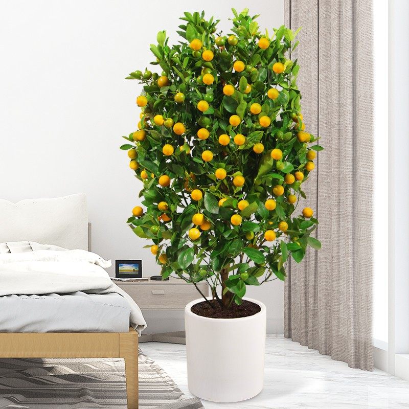 金桔树带果大树室内客厅盆栽观果植物金橘树盆景过年开业送礼年桔,淘宝优惠券,粉丝福利购,淘宝优惠卷