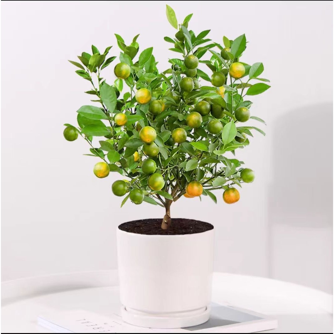金桔树带果大树室内客厅盆栽观果植物金橘树盆景过年开业送礼年桔,淘宝优惠券,粉丝福利购,淘宝优惠卷