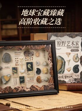 辛巴日记真化石标本相框摆件装饰画科普教具儿童礼物自然博物文创