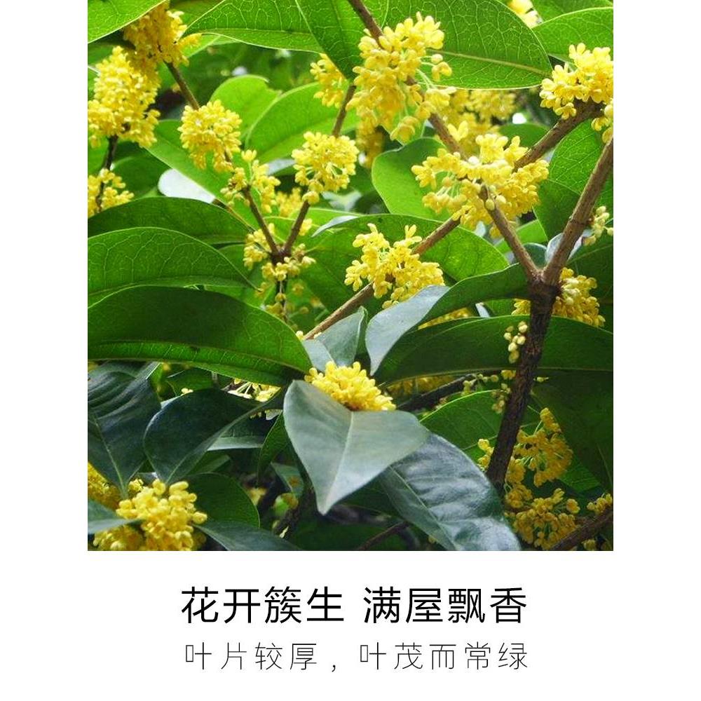 桂花盆栽树苗浓香型花卉金桂四季桂室内外阳台庭院开花盆栽 - 图2