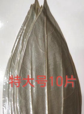 叶雕专用，一片叶子因你而珍贵！