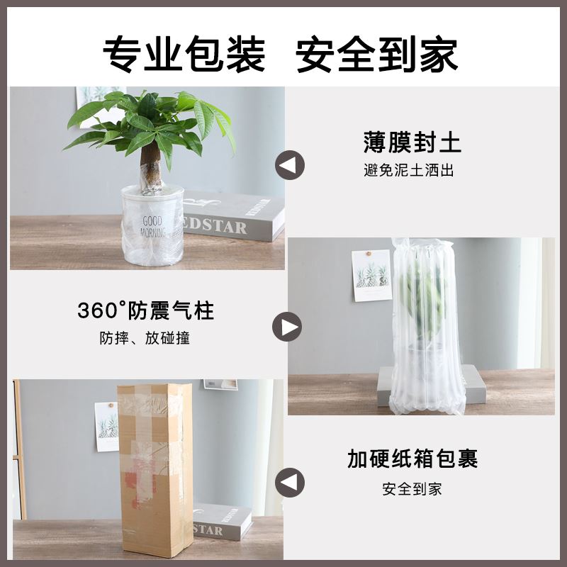 水培金边吊兰盆栽植物垂吊室内植物水养绿萝发财树绿植花卉小盆栽 - 图2