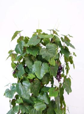 销售仿真植物仿真葡萄树家居装饰仿真绿植盆景人造假树