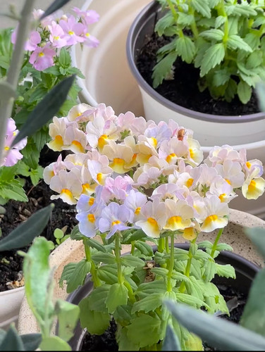带花香！龙面花盆栽蓝宝石蓝白航路 耐寒 花期长 多年生庭院阳台 - 图0