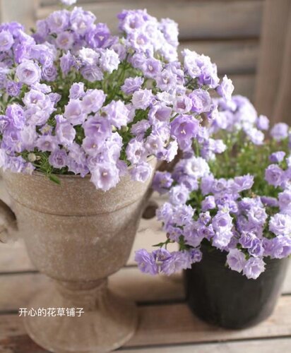 重瓣丹麦风铃草 开花多 浪漫 易养护带花苞仙气足 - 图0