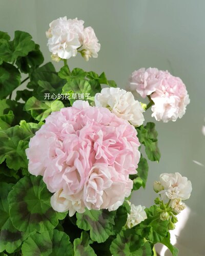 重瓣直立天竺葵盆栽苗带花苞洋绣球爆花好养阳台海棠庭院花卉 - 图3