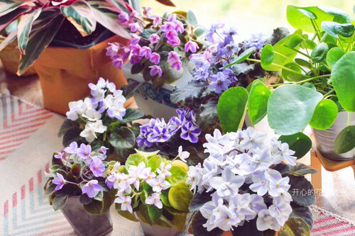 进口非洲堇盆栽 花叶非洲堇 庭院花园客厅 花色多 耐阴耐热 - 图0