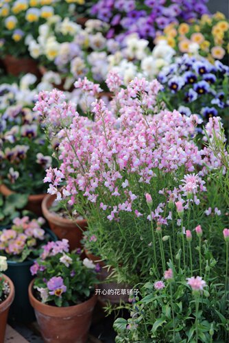 进口日本柳穿鱼盆栽 宿根多年生 耐寒耐旱 庭院阳台花园 - 图0