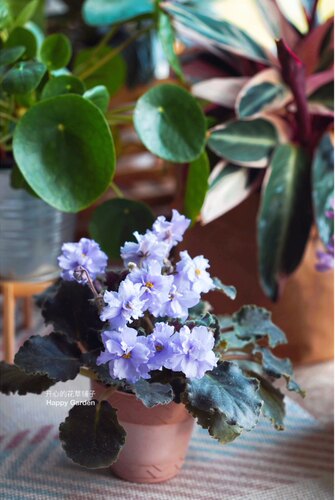 进口非洲堇盆栽 花叶非洲堇 庭院花园客厅 花色多 耐阴耐热 - 图1