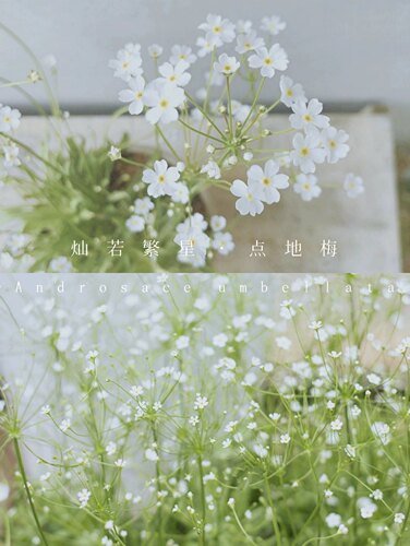 韩国进口 点地梅星辰盆栽 星星小花 耐阴 耐寒 庭院阳台花园 - 图2