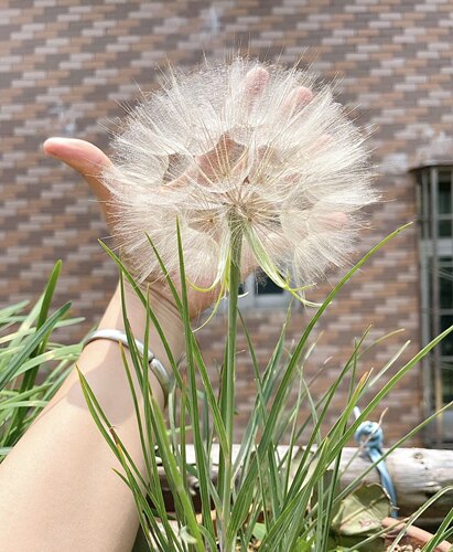 婆罗门参 巨型蒲公英Tragopogon pratensis 两年生花园植物 - 图2