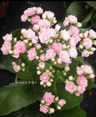 进口长寿花七彩重瓣变色龙马卡龙色阳台庭院开花不断植物盆栽 - 图1