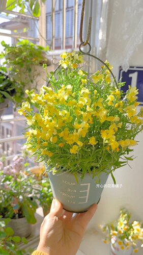 进口日本柳穿鱼盆栽 宿根多年生 耐寒耐旱 庭院阳台花园 - 图2