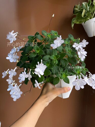 海豚花盆栽  多年生 开花多 耐热耐寒 庭院阳台室内 - 图3