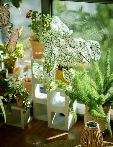 进口彩叶芋种球 泰彩种球 室内观叶植物白色恋人粉色飞溅 - 图0