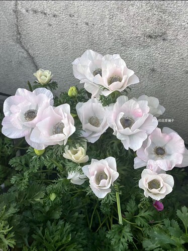 意大利银莲花 人鱼公主幻彩 球根多年生耐寒 庭院阳台花园 - 图1